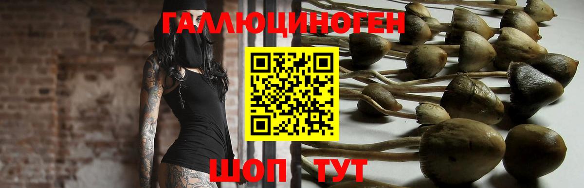 Малоярославец  Псилоцибиновые грибы MAGIC MUSHROOMS  Вход с VPN 